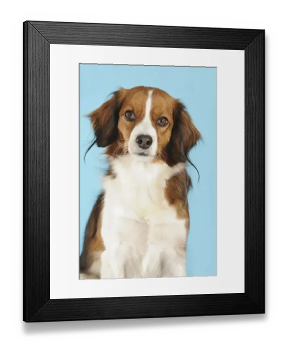 Framed Print : Kooikerhondje, portrait