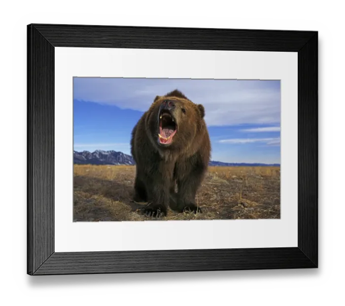 Framed Print : KODIAK BEAR (ursus arctos middendorffi) Framed Print : KODIAK BEAR (ursus arctos middendorffi)