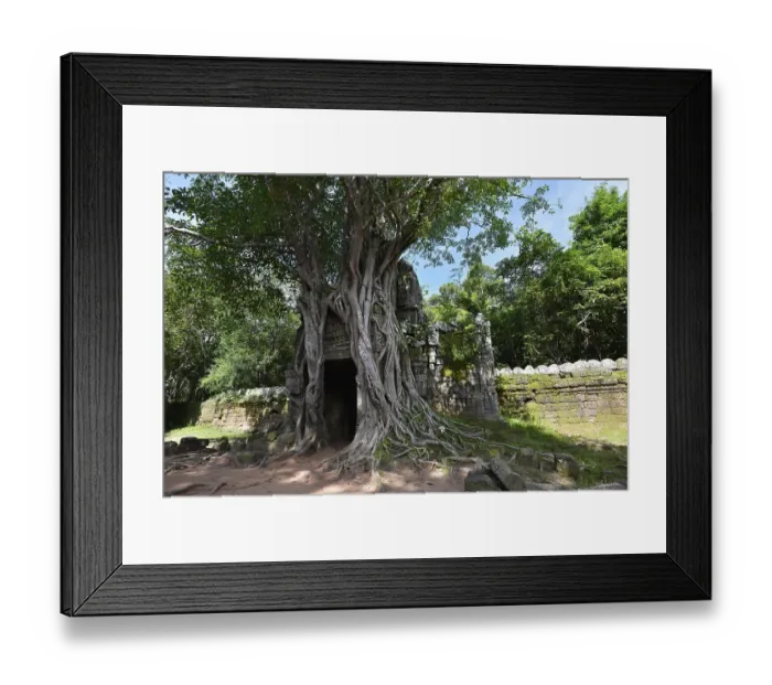 Framed Print : Weeping Fig, Benjamin's Fig or FicusTree (Ficus altissima) Framed Print : Weeping Fig, Benjamin's Fig or FicusTree (Ficus altissima)