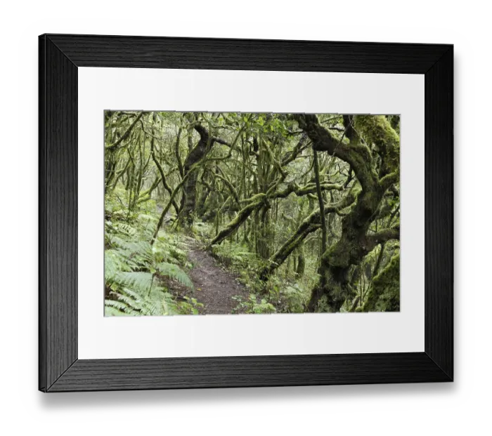 Framed Print : Forest trail in a forest of laurel trees Framed Print : Forest trail in a forest of laurel trees