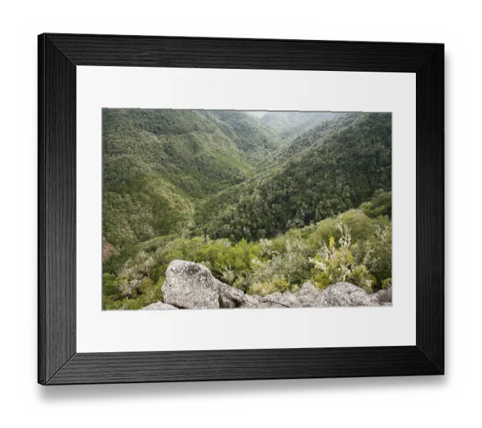 Framed Print : Garajonay National Park, Tree heath forest