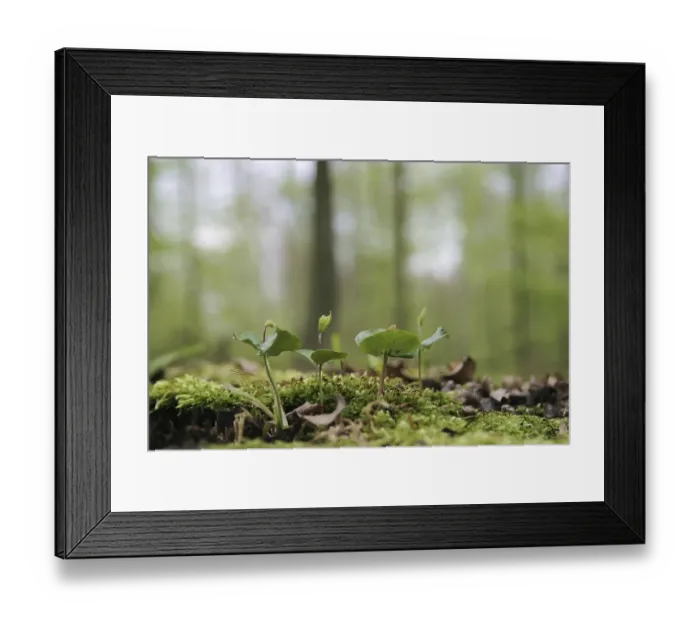Framed Print : Beech seedlings on the forest ground in a spring beech forest Framed Print : Beech seedlings on the forest ground in a spring beech forest