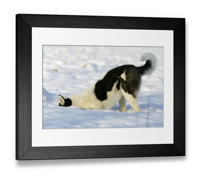 Framed Print : SIBIRIA HUSKY Framed Print : SIBIRIA HUSKY