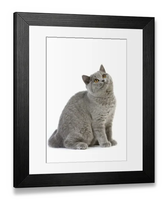 Framed Print : Blue British Shorthair Domestic Cat