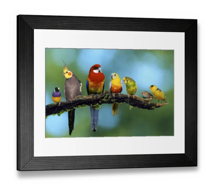 Framed Print : Gouldian Conure, Cockatiel, Rosella Conure