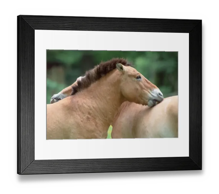 Framed Print : Przewalski-Pferde, Paar, Grooming