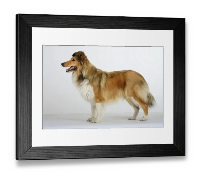 Framed Print : Sheltie, Shetland Sheepdog, page