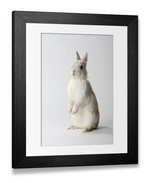 Framed Print : Dwarf Rabbit, Colour Dwarf, Satin