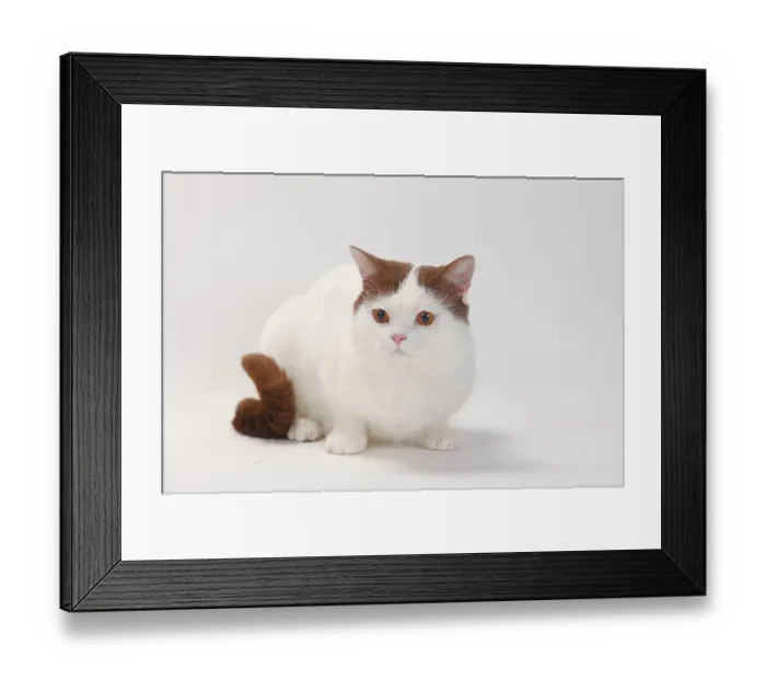 Framed Print : British shorthair cat, male, cinnamon white van