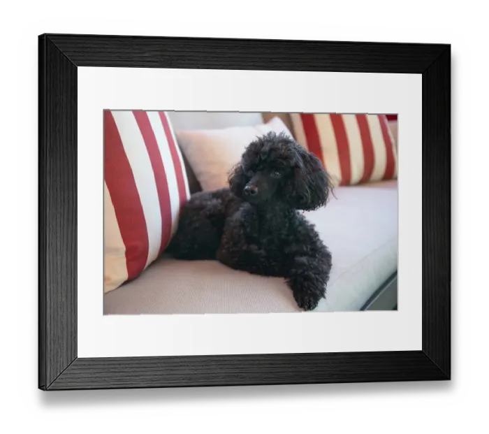 Framed Print : Beautiful black Toy Poodle resting on a outdoor sofa