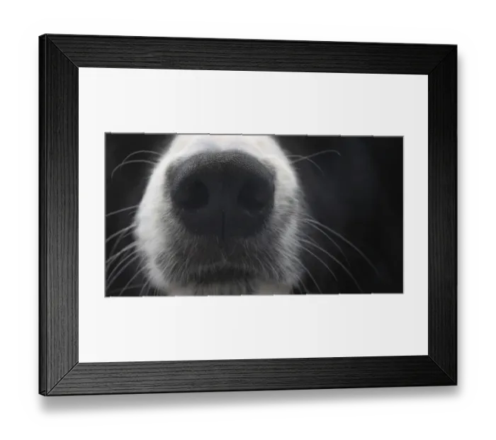 Framed Print : Border Collie Dog, Portrait of male Framed Print : Border Collie Dog, Portrait of male