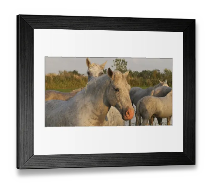Framed Print : Camargue Horse, Herd standing in Swamp