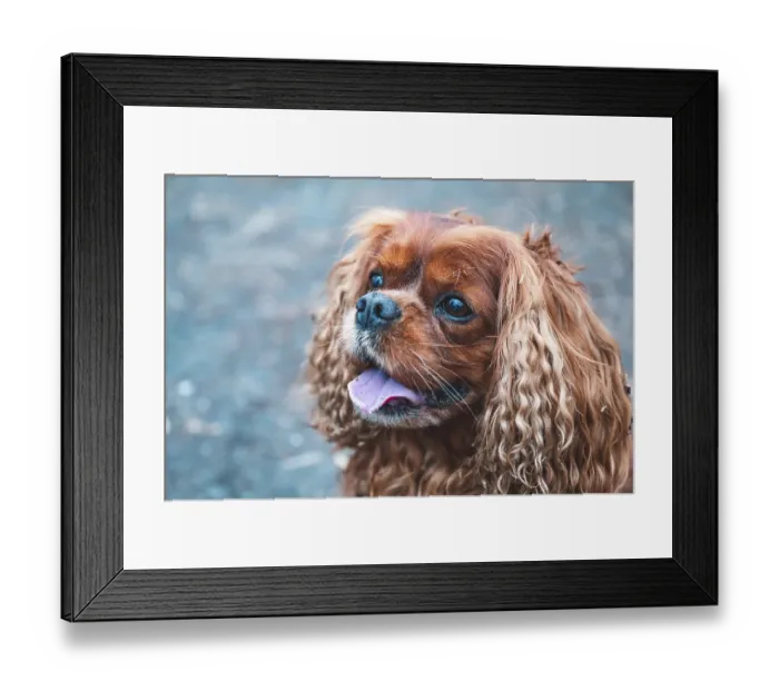 Framed Print : Animal portrait, dog, Cavalier King Charles Spaniel