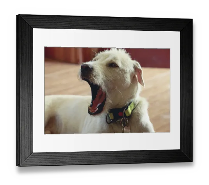 Framed Print : A terrier mix pet dog with a collar mid-bark