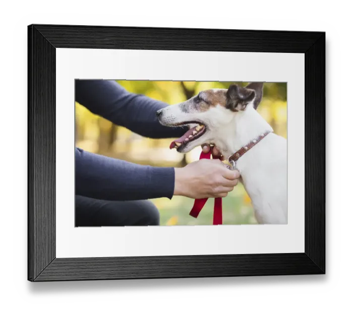 Framed Print : Owner putting leash pet Framed Print : Owner putting leash pet