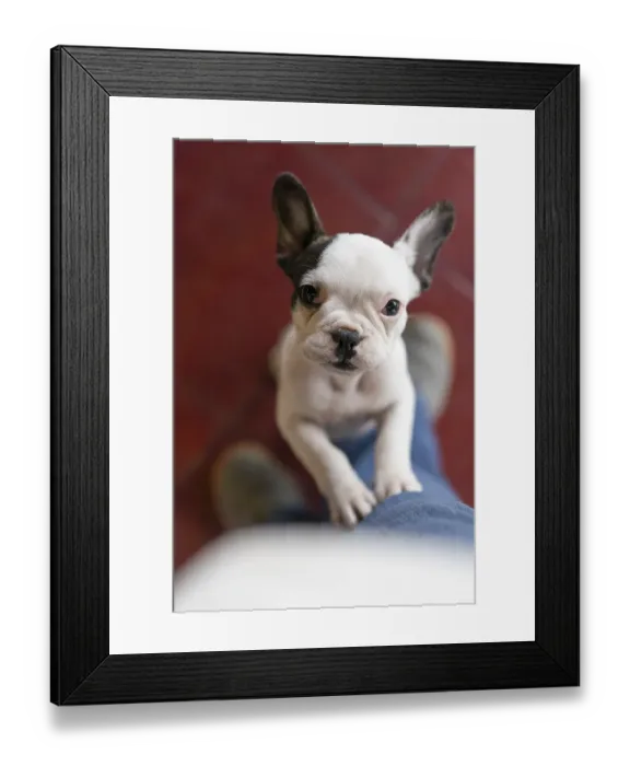 Framed Print : Cute small dog standing on two legs and looking at camera Framed Print : Cute small dog standing on two legs and looking at camera
