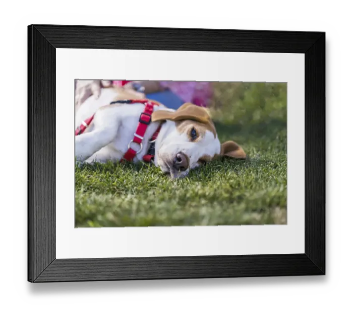 Framed Print : Tired Beagle dog lyiing on lawn while wearing a red harness Framed Print : Tired Beagle dog lyiing on lawn while wearing a red harness