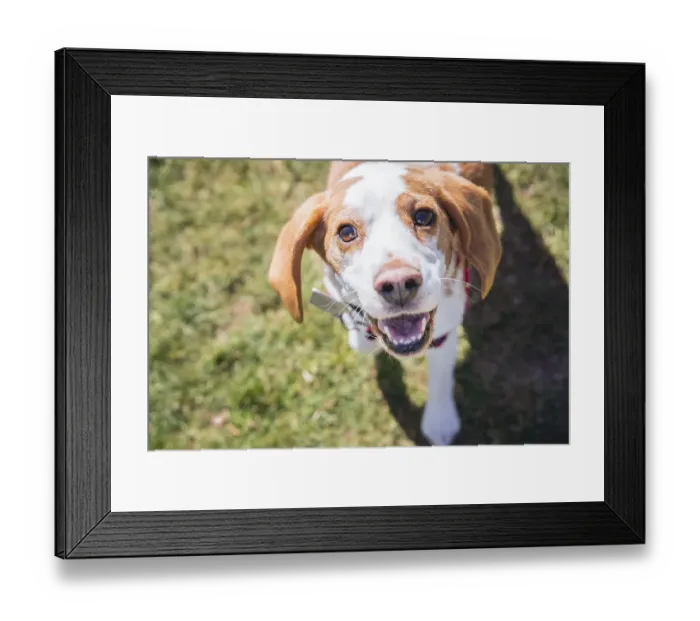 Framed Print : Beagle dog on lawn looking at camera while walking