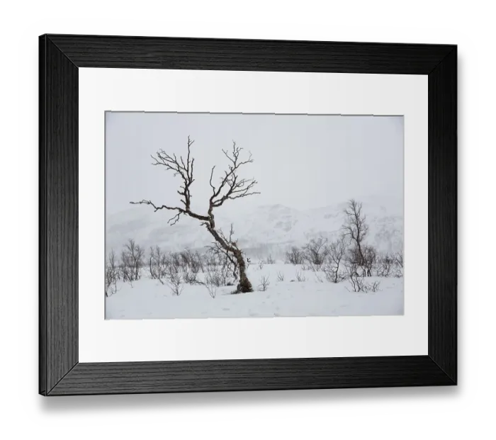 Framed Print : Snow-covered winter landscape with Birch tree (Betula) at the pass road Kadfjordeidet