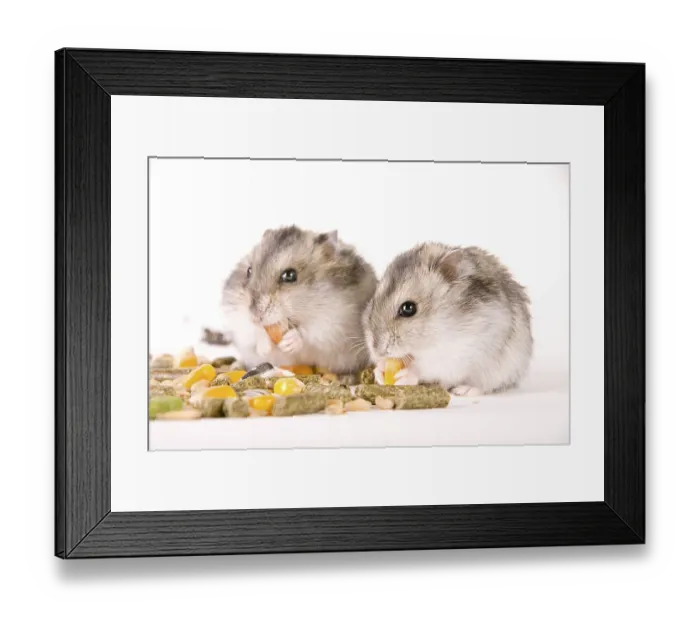Framed Print : Hamster with food Framed Print : Hamster with food