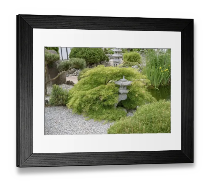 Framed Print : Japanese Garden, Green Slotted Maple (Acer palmatum Dissectum')