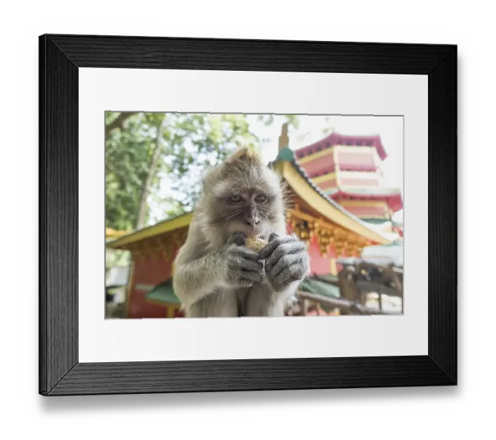 Framed Print : Monkey, Macaque (Macaca), Tiger Cave Temple Framed Print : Monkey, Macaque (Macaca), Tiger Cave Temple