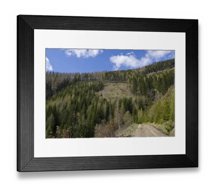 Framed Print : Forest with an aisle of lumbered trees