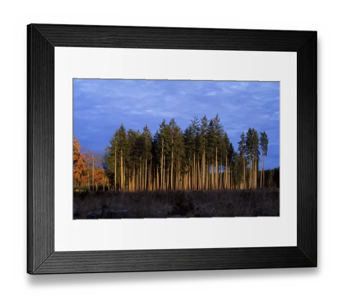 Framed Print : Spruce forest Germany