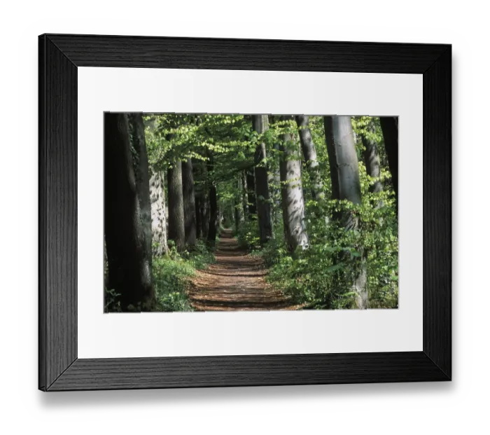 Framed Print : Deciduous forest path Germany Framed Print : Deciduous forest path Germany