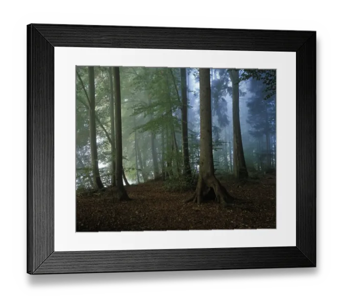 Framed Print : Misty forest Germany Framed Print : Misty forest Germany