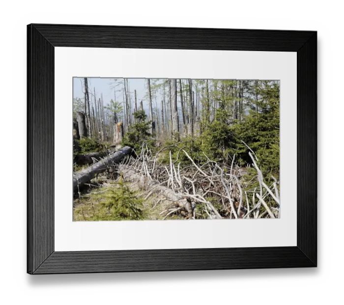 Framed Print : Mixed forest with dead and young spruces Framed Print : Mixed forest with dead and young spruces