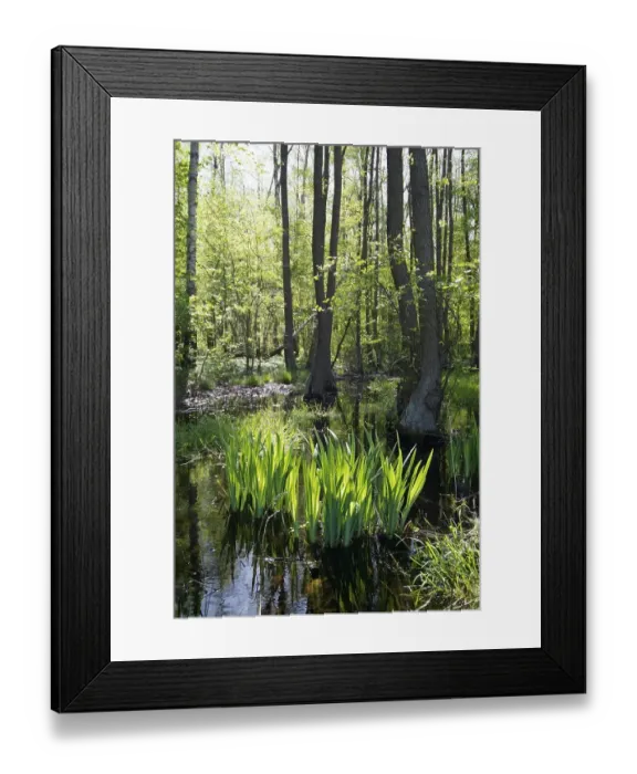 Framed Print : Brook