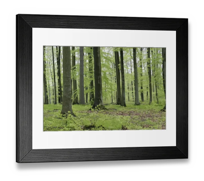 Framed Print : Beech forest in spring with jung green leafs Framed Print : Beech forest in spring with jung green leafs
