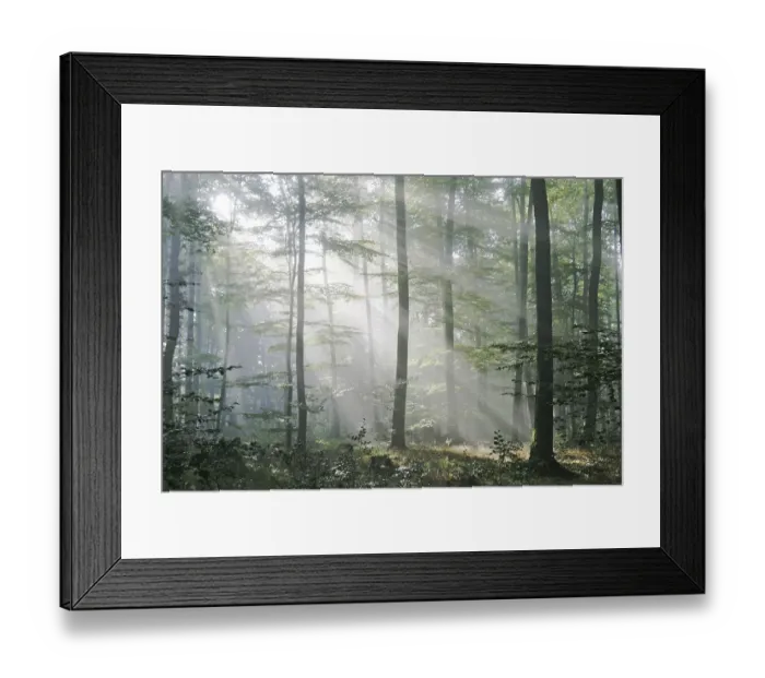 Framed Print : Sunbeams are crossing sideways in the foggy beech forest