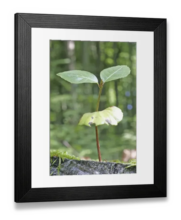 Framed Print : Seedling of a beech tree in the forest