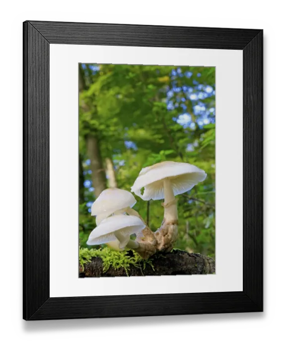 Framed Print : Porcelain fungus (Oudemansiella mucida) on a mossed beech trunk Framed Print : Porcelain fungus (Oudemansiella mucida) on a mossed beech trunk