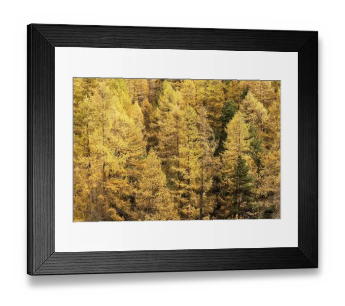 Framed Print : Larches in autumn Framed Print : Larches in autumn