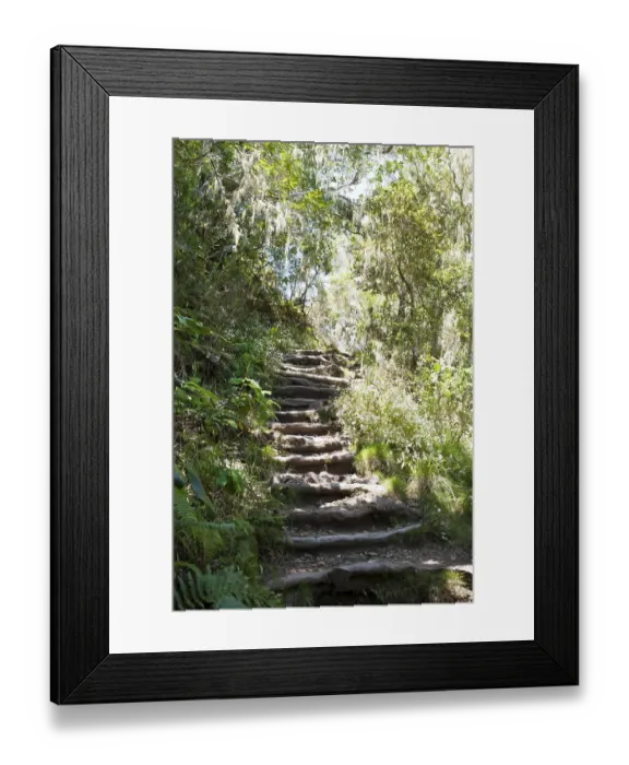 Framed Print : Stairs, hiking trail through a jungle Framed Print : Stairs, hiking trail through a jungle