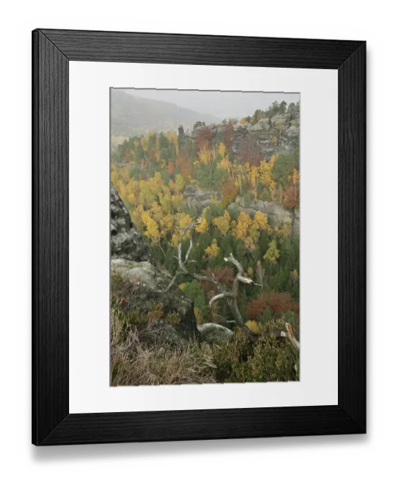 Framed Print : Colorful mixed forest in autumn Framed Print : Colorful mixed forest in autumn