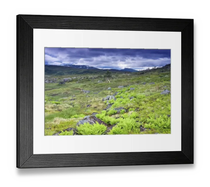Framed Print : Landscape with ferns, Skarvan and Roltdalen National Park Framed Print : Landscape with ferns, Skarvan and Roltdalen National Park