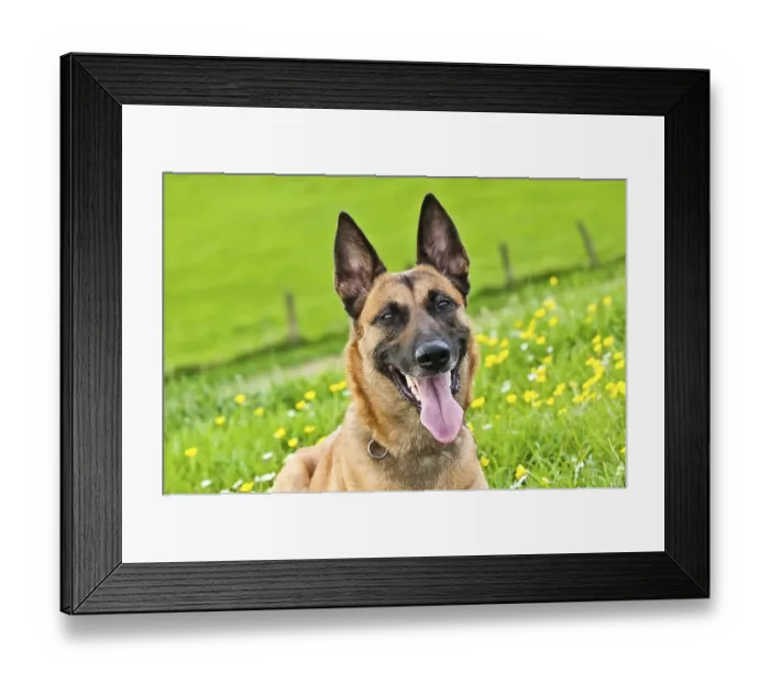 Framed Print : Malinois portrait