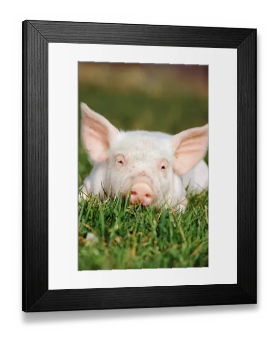 Framed Print : Domestic pig, piglet, lying in meadow Framed Print : Domestic pig, piglet, lying in meadow