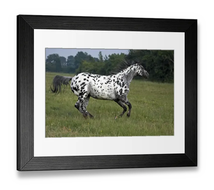 Framed Print : Appaloosa Horse Galloping Framed Print : Appaloosa Horse Galloping