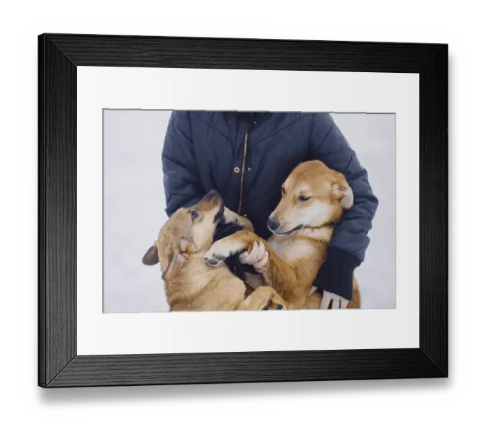 Framed Print : Two homeless cute mongrel dogs hugging with their owner in a dog shelter