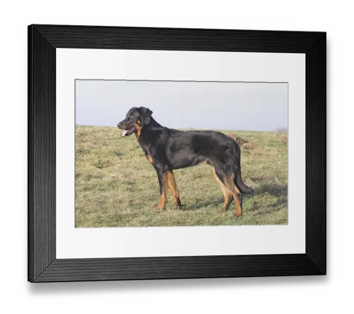 Framed Print : Berger de Beauce stands sideways in a meadow Framed Print : Berger de Beauce stands sideways in a meadow