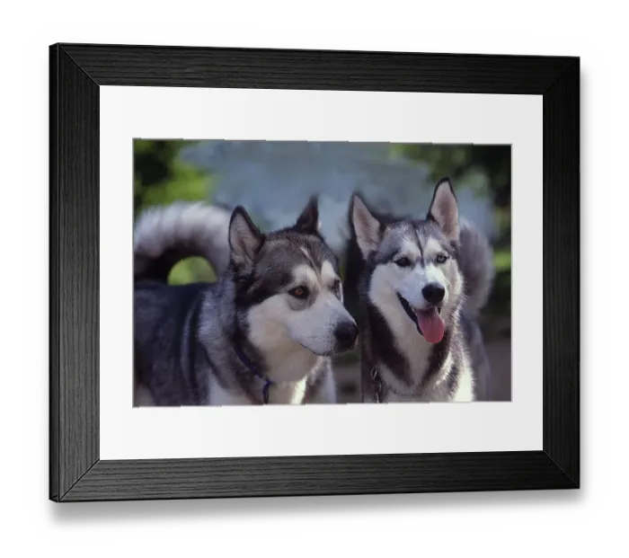 Framed Print : Alaskan Malamute and Siberian Husky Framed Print : Alaskan Malamute and Siberian Husky