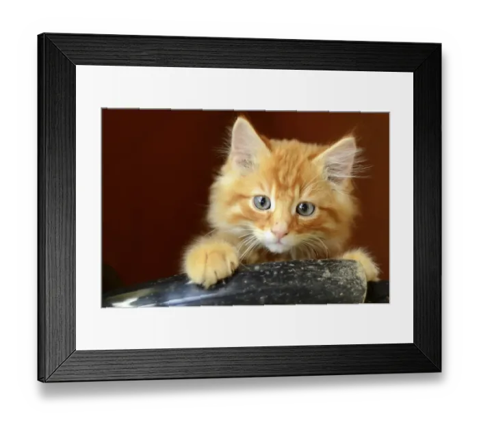Framed Print : Cute Fluffy Ginger Kitten With Copy Space