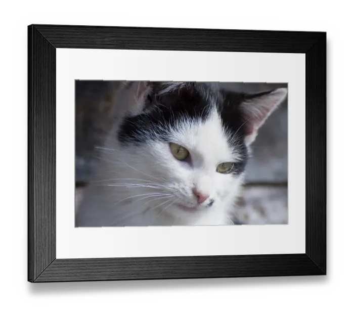 Framed Print : Close-up of a white cat with black spots Framed Print : Close-up of a white cat with black spots