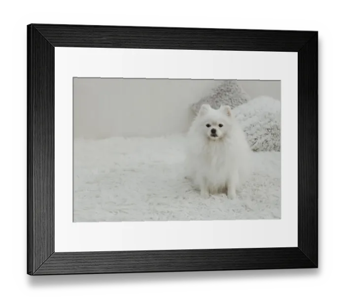 Framed Print : Beautiful white dog sitting bed copy space Framed Print : Beautiful white dog sitting bed copy space