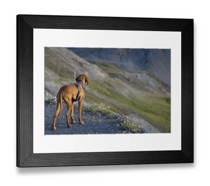 Framed Print : Vizsla male dog in the mountains